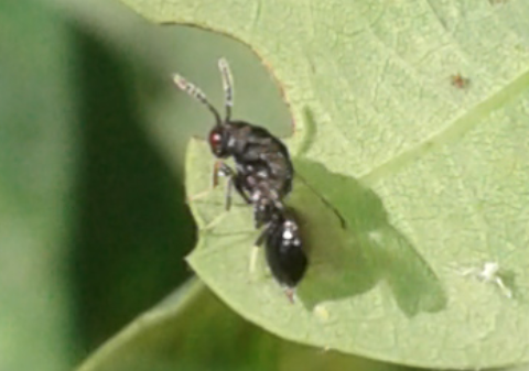 Galle su quercia: Cynipidae, Biorhiza pallida (forma sessuata) e sue specie parassite